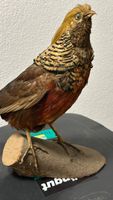 Ausgestopfter Vogel
