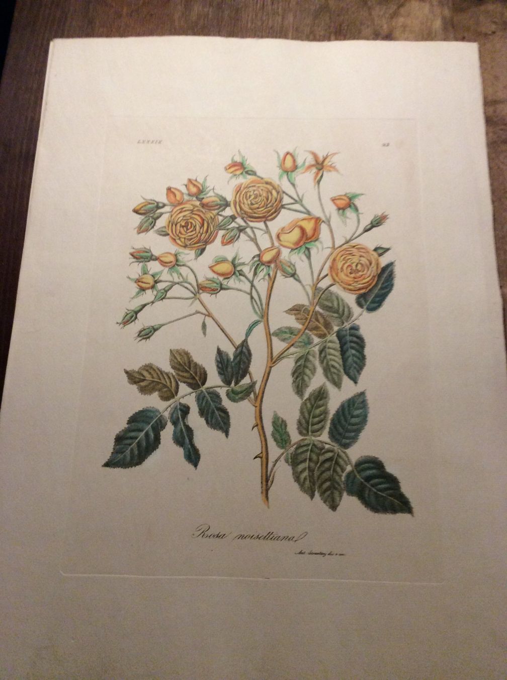 Grafica & Litografie: Planche Ant. Serantoni dis. e inc – Usato da Genève venduto da edelweiss1900 3