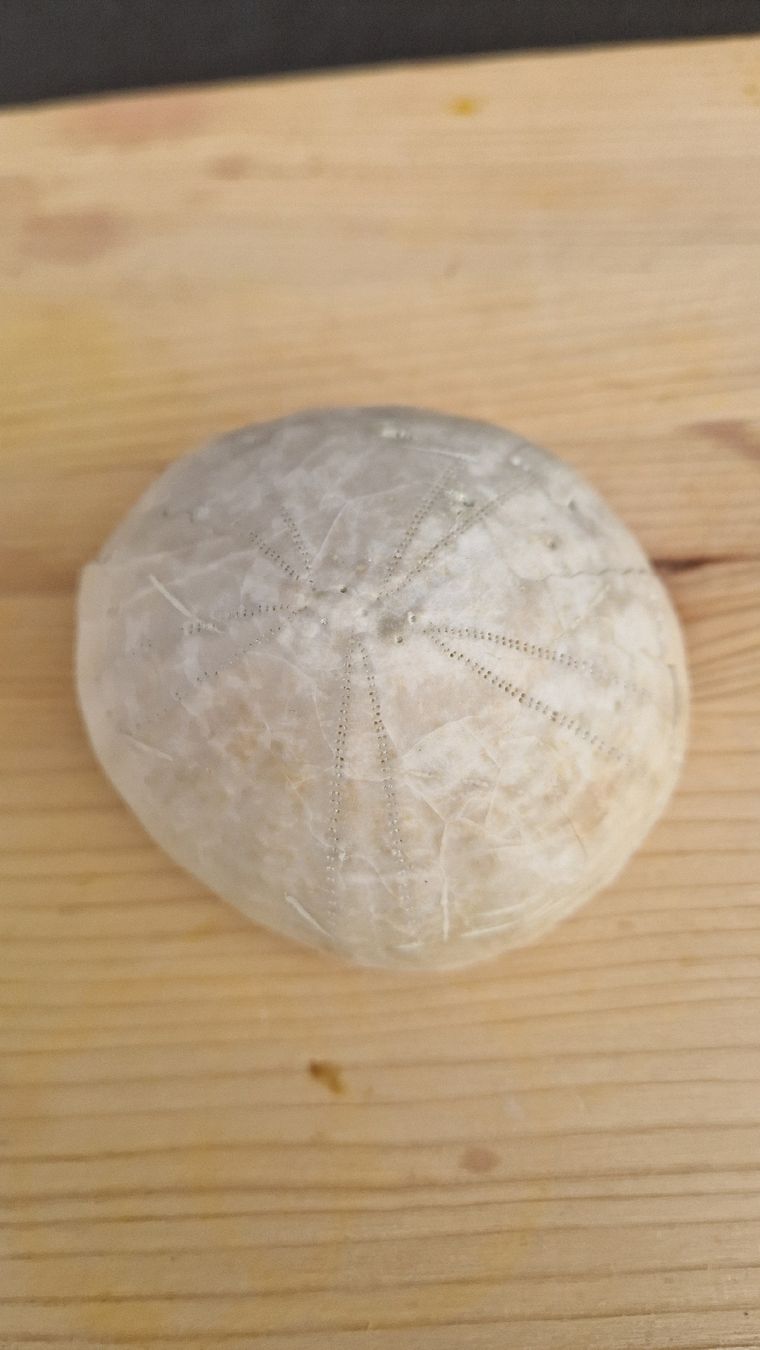 Fossili: Grosser Fossiler Seeigel – Usato da Niederhasli venduto da rehauge01 5