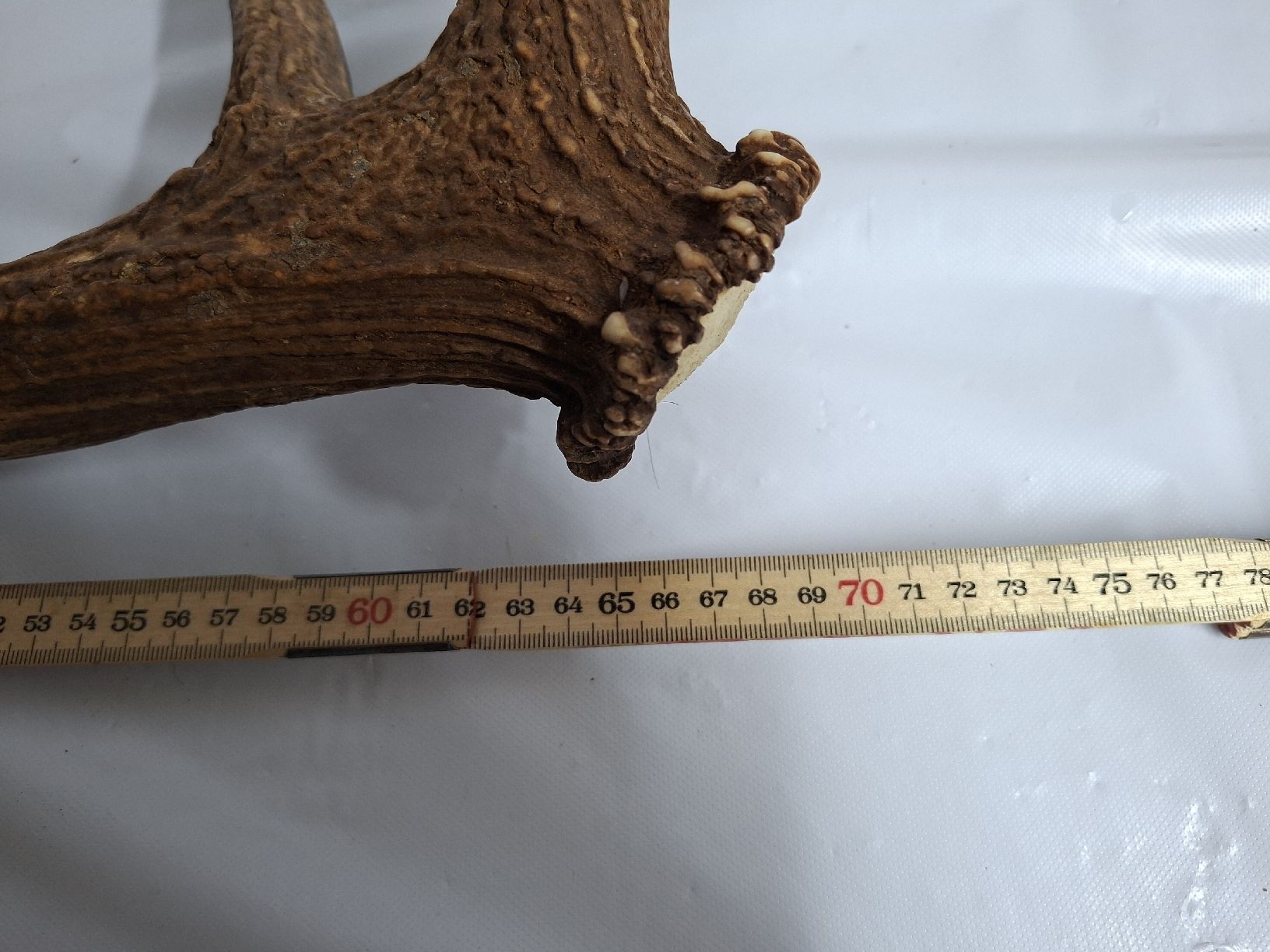 Altre raccolte & rarità: Hirsch Abwurfstange 70cm – Usato da Urnäsch venduto da Ursjack 2