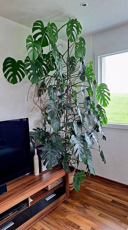 Piante & sementi: Plante Monstera – Usato da Constantine venduto da Binggo3