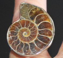 Ring L-4470 – Ammonit Fossil – Grössenverstellbar