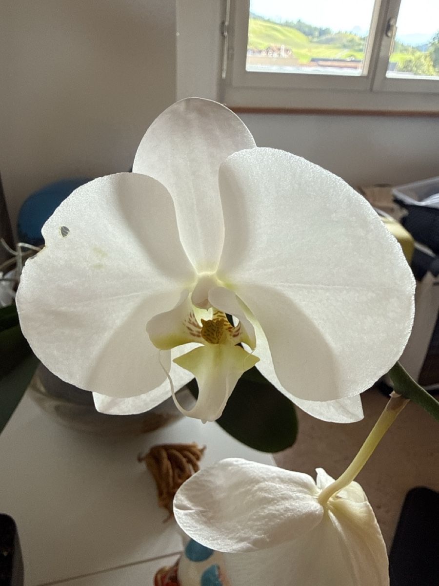 Piante & sementi: Weisse Orchidee im 27cm Topf – Usato da Niederhünigen venduto da man_7ybw 1