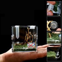 Mini Terrarium Transparent Reptil Ameise Zucht
