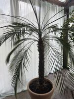 Palme (Zwerg-Dattelpalme / Phoenix roebelenii)