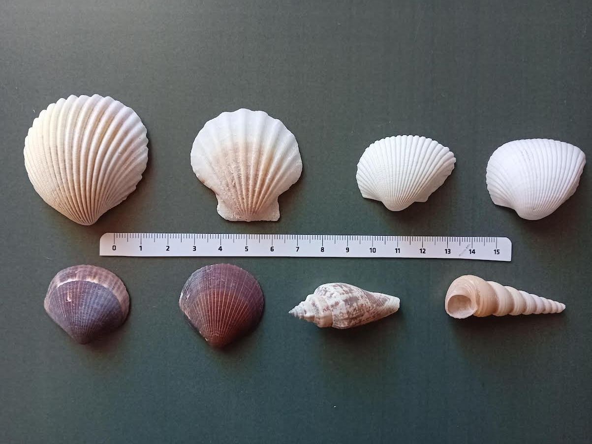 Fossili: Muscheln 8 Stück verschiedene Sorten – Nuovo (secondo la descrizione) da Salez venduto da Robe12 1