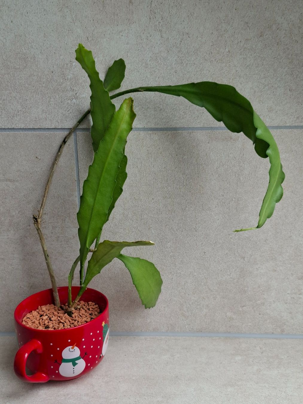 Plantes & graines: Epiphyllum Frühlingsgold – D'occasion à Waltenschwil par PlantAddict