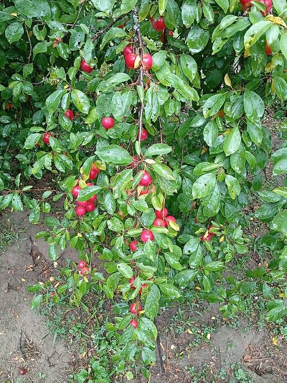 Spiritueux: Prunes – D'occasion à Prez-vers-Noréaz par ben_gjn8 2