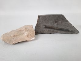 Fossiler Haifischzahn und Donnerkeil