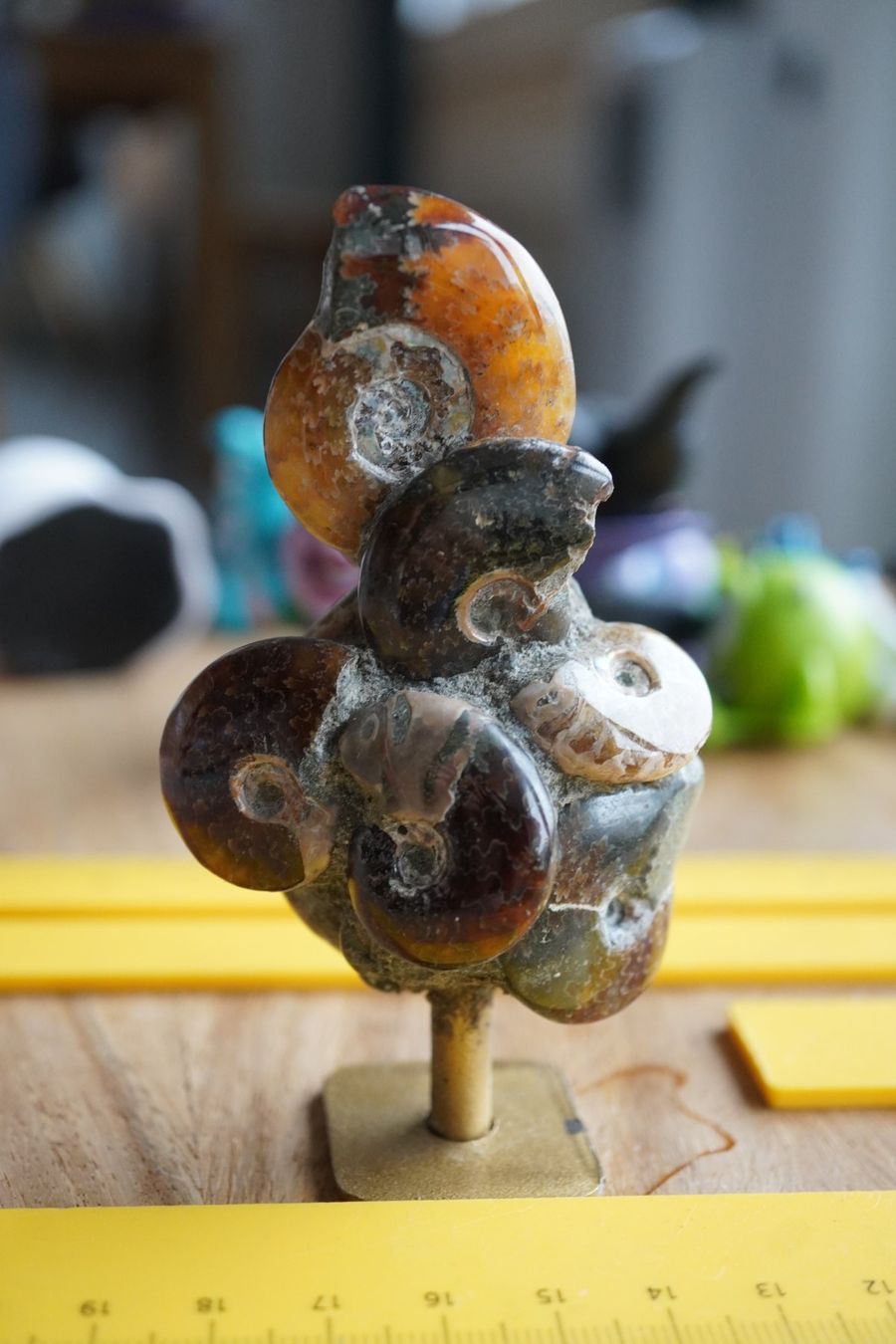 Fossili: Ammonit Cluster Figur   10cm  x 5cm – Nuovo e nell'imballaggio originale da Eschenbach SG venduto da topstone 4