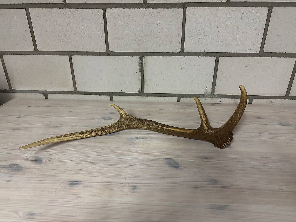 Monde des animaux: Hirsch Abwurfstange – D'occasion à Kirchberg SG par Alik7300