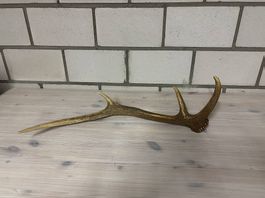 Hirsch Abwurfstange