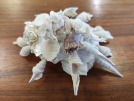 Muschel fängt andere Muscheln seltene Wesen Cebu Shells 12cm