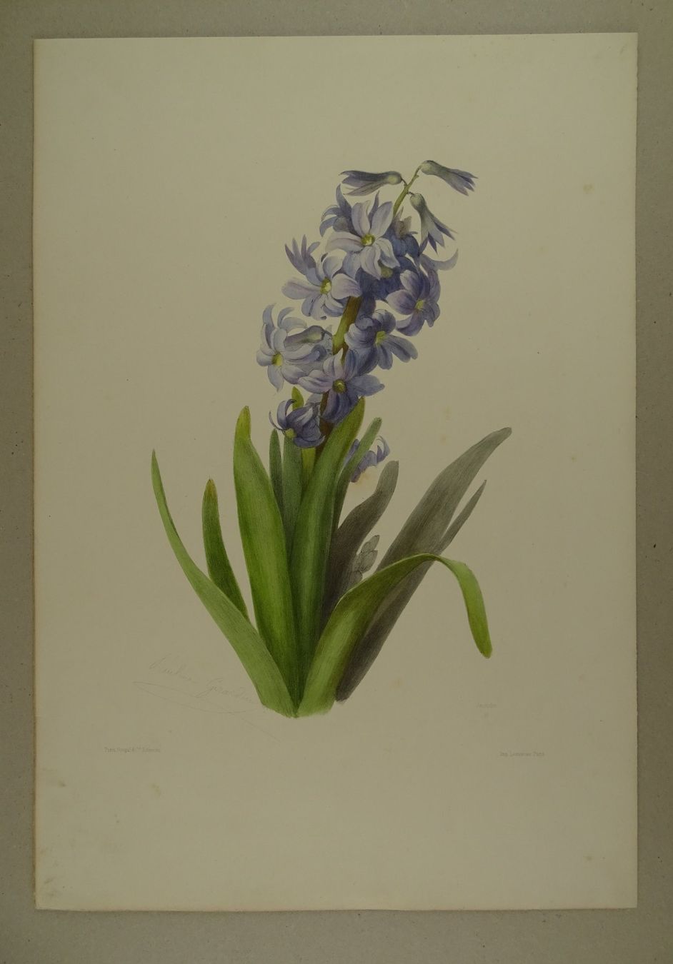 Incisioni: JACINTHE, HYAZINTHE, LITHOGRAPHIE UM 1850 – Usato da Grüningen venduto da Kartensammler