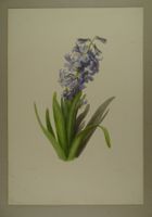 JACINTHE, HYAZINTHE, LITHOGRAPHIE UM 1850