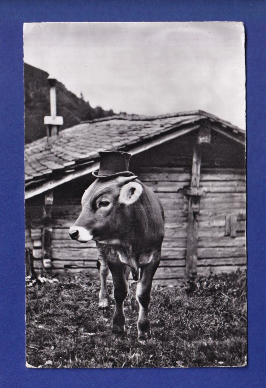 Cartoline postali: VACHE avec chapeau – Usato da Pully venduto da nicecards-shop