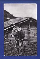 VACHE avec chapeau