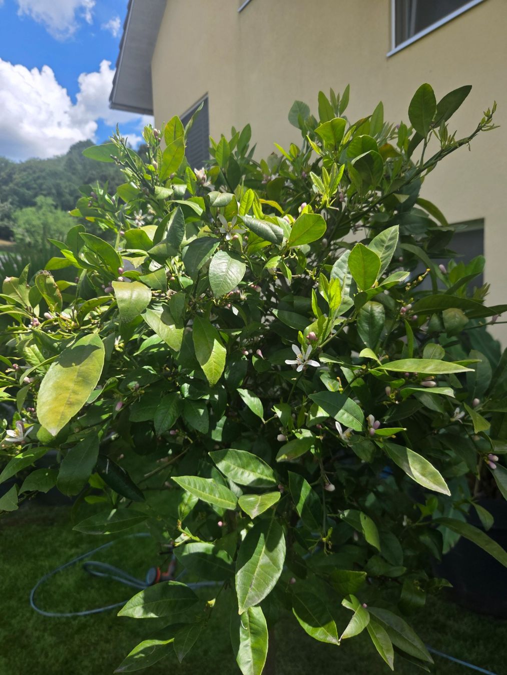 Plantes & graines: zitrus mandarine baum 1m80 mit blüte – D'occasion à Unterlunkhofen par tomnova 3