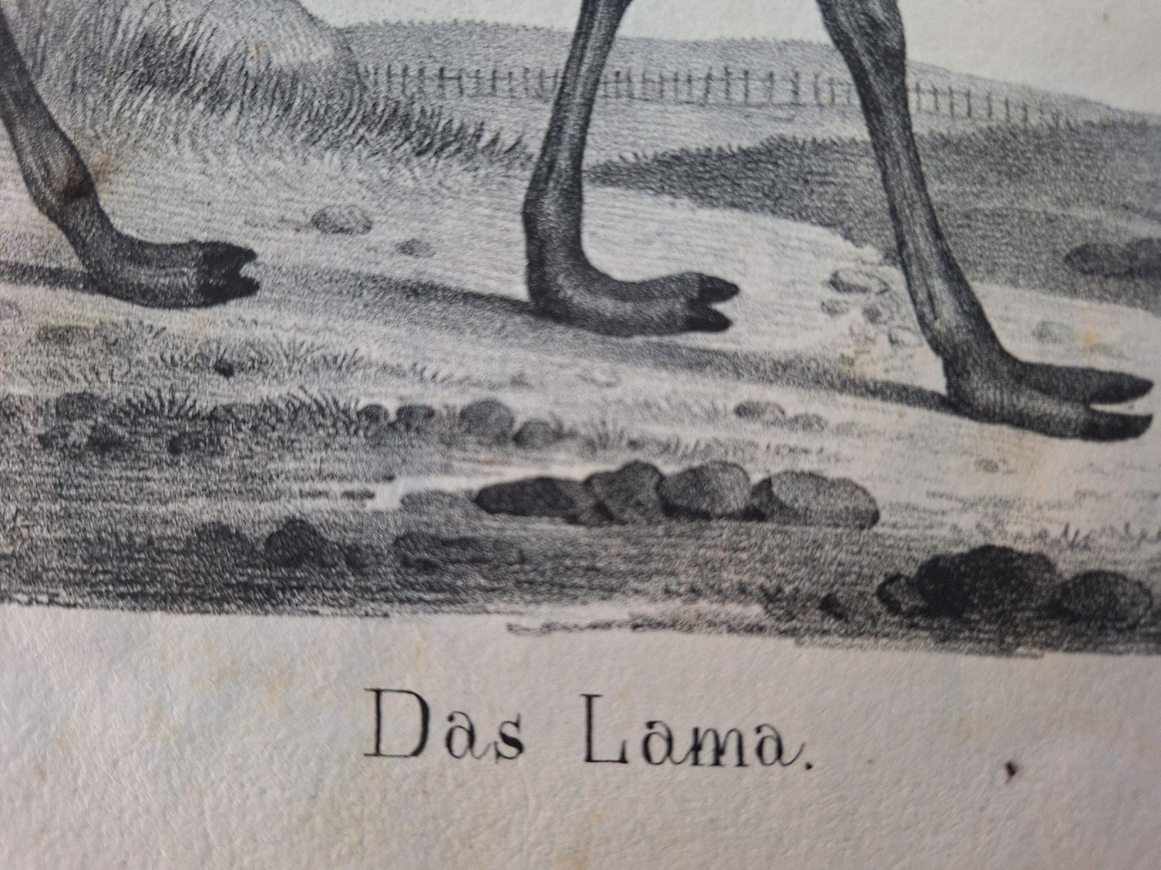 Incisioni: DAS LAMA – Usato da Bevaix venduto da bohrap 2