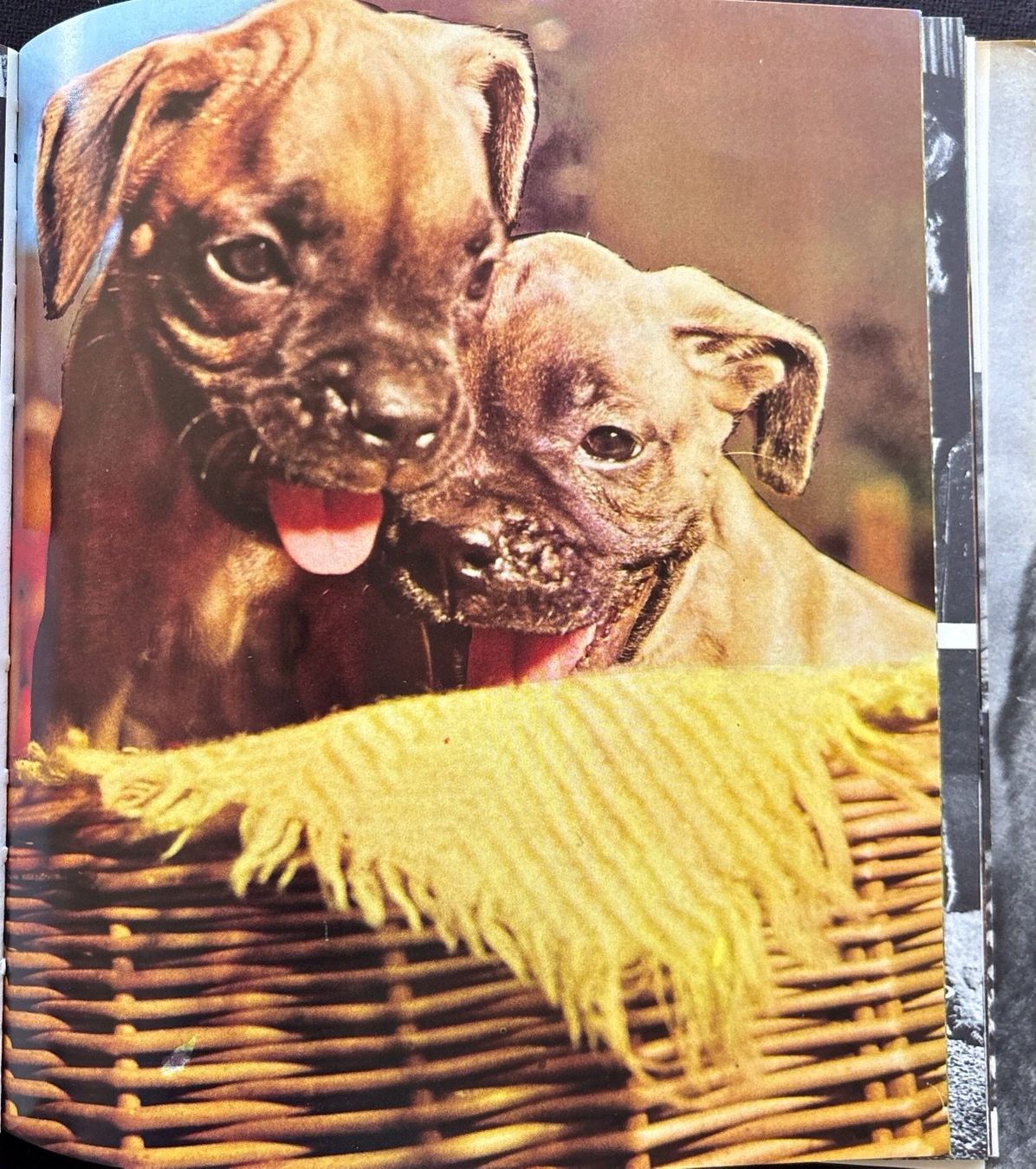 Libri: Hunde die wir lieben – Usato da Sarnen venduto da Livres 5