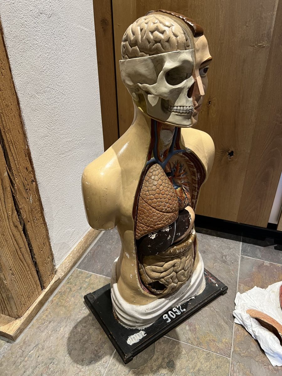 Kit di modellismo & Modellini statici: Anatomie Modell Mensch Körper Lehrmodell Schul Schnittmodell – Usato da Theilingen venduto da ovi123 2