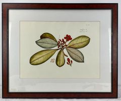 Antiker Kupferstich Botanik Modagam Hortus Malabaricus gera.