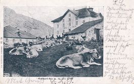 Gotthard - Hospiz   UR    -    Ruhende Kühe     um  1 9 0 2