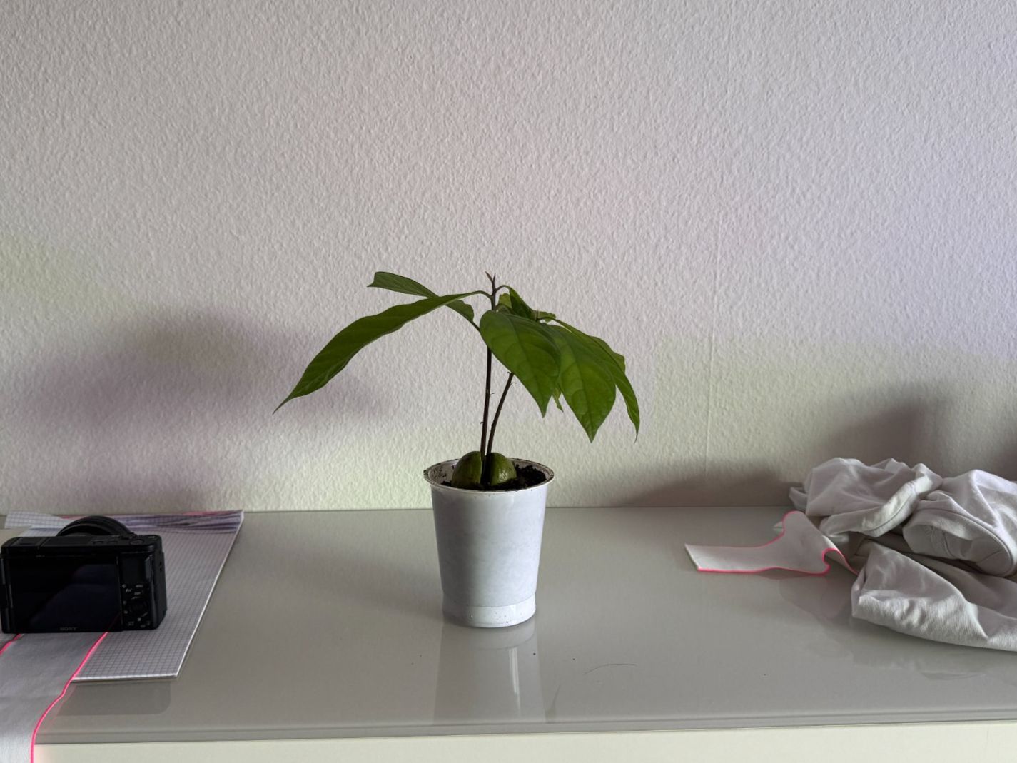 Piante & sementi: Avocado Baum (Doppelstamm) – Usato da Schlieren venduto da Edgar_k 1