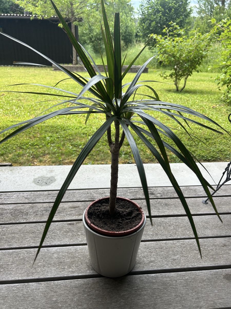 Piante & sementi: Dracaena marginata 60 cm – Usato da Schöftland venduto da DesignbyNaja