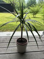 Dracaena marginata 60 cm