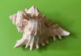 Muschel / Meeresschnecke, sehr schön gezackt