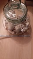 Kk.. R) Glas Muschel Deko Muscheldeko Glas mit Muscheln