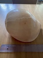 Schnecke (Muschel) Melo melo