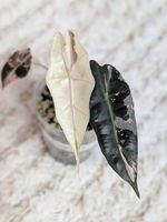 Alocasia Sanderiana Bull Albo Pink Variegata