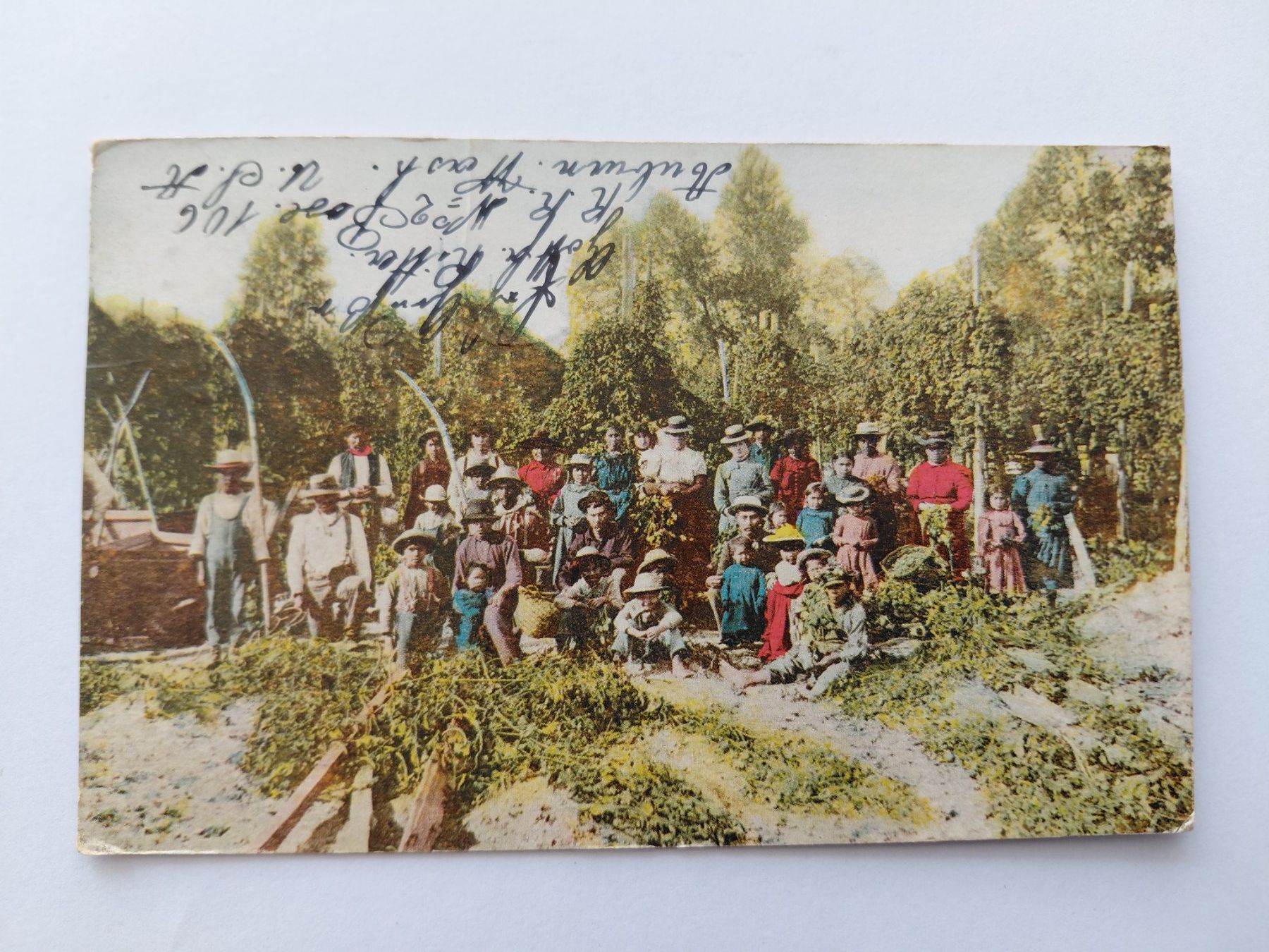 Cartoline postali: Ansichtskarte Hop Pickers, Washington, mit Stempel – Usato da Wattwil venduto da yburgler