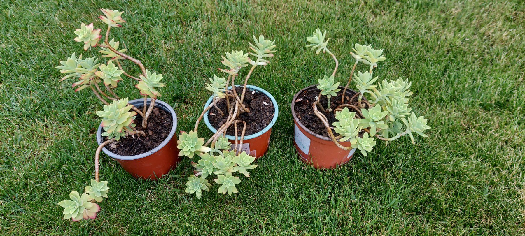 Pflanzen & Samen: Sedum Palmeri – Neu (gemäss Beschreibung) aus Küssnacht am Rigi von Mukare