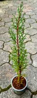 Mittelmeerzypresse (Cupressus sempervirens) - Pflanze!