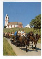 HALLAU Pferde-Fuhrwerk-Fahrt durch die Hallauer Rebberge