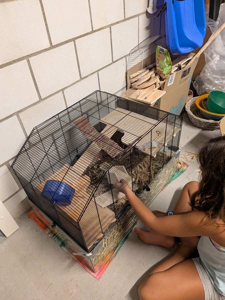 Käfige, Transport & Sicherheit: Hamster Cage Set with Accessories Used – Gebraucht aus Deitingen von roc_56nh 2