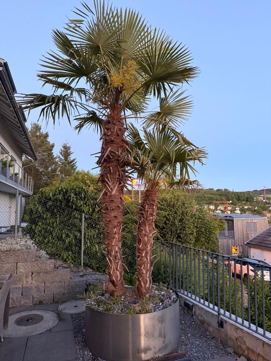 Piante & sementi: Garten/Terasse Pflanze Palme – Usato da Zürich venduto da jen_nly7