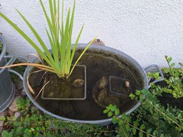 Zinkwanne oval als Miniteich gebraucht mit Pflanze