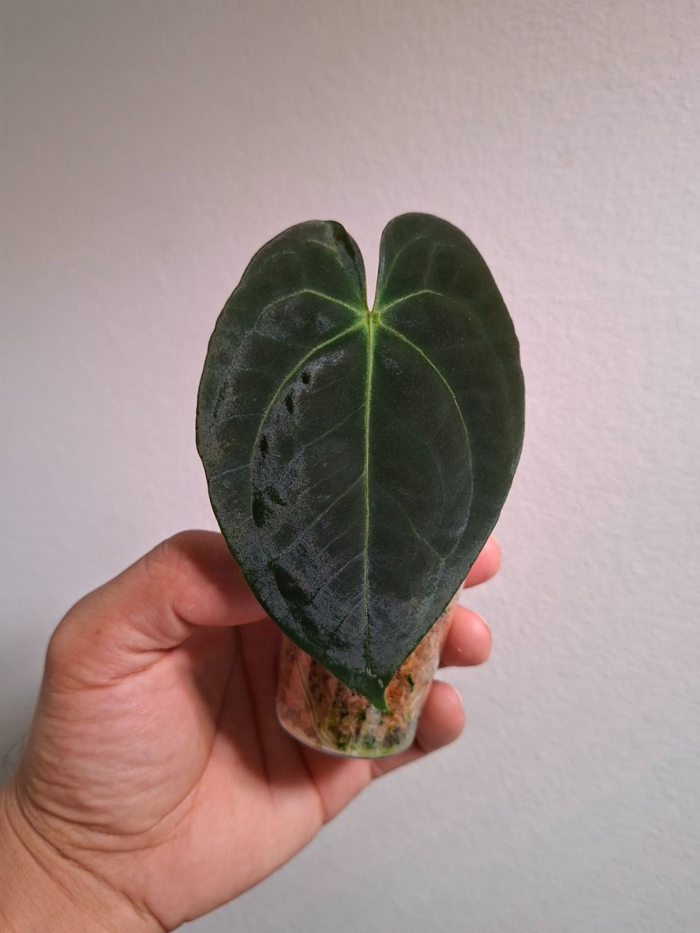 Piante & sementi: Anthurium papillilaminum x, Cutting #3 – Usato da Fahrweid venduto da Zingwei88 1