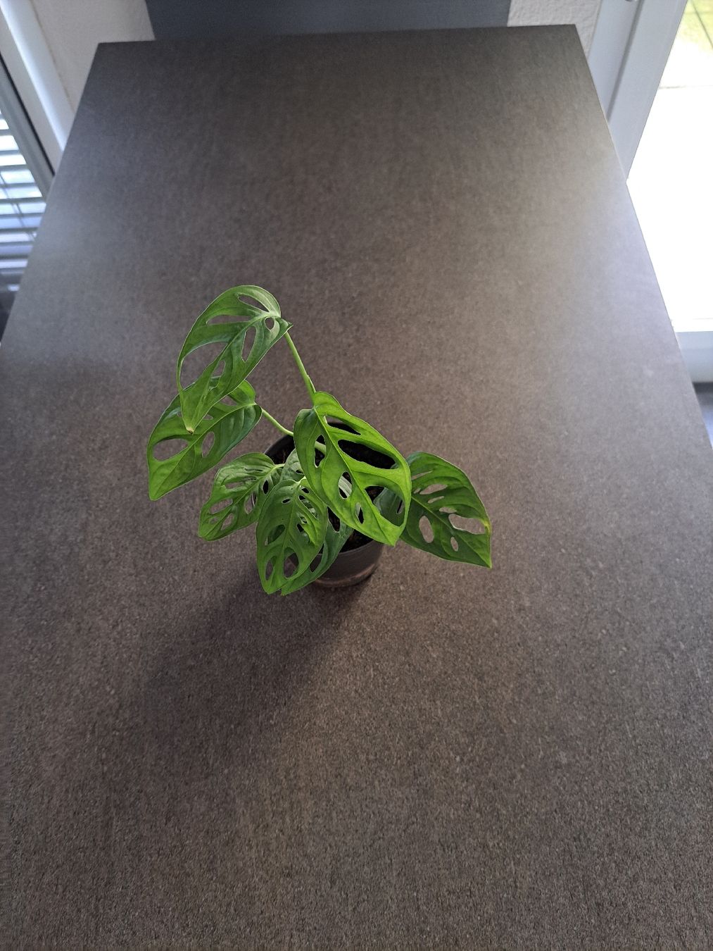 Piante & sementi: Monstera adensonii – Nuovo (secondo la descrizione) da Samstagern venduto da mel_ks7d 1
