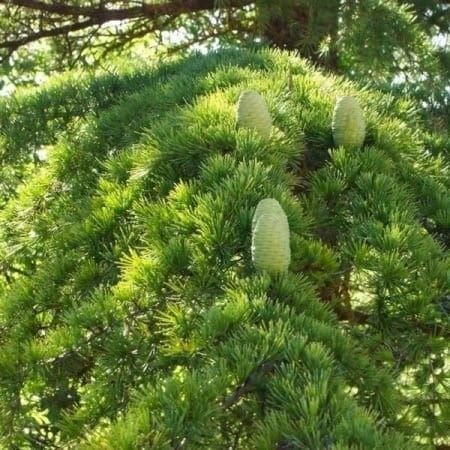Piante & sementi: Cèdre du Liban  ( cedrus libani ) 10g – Nuovo e nell'imballaggio originale da Bremblens venduto da FIBONACCI369 2