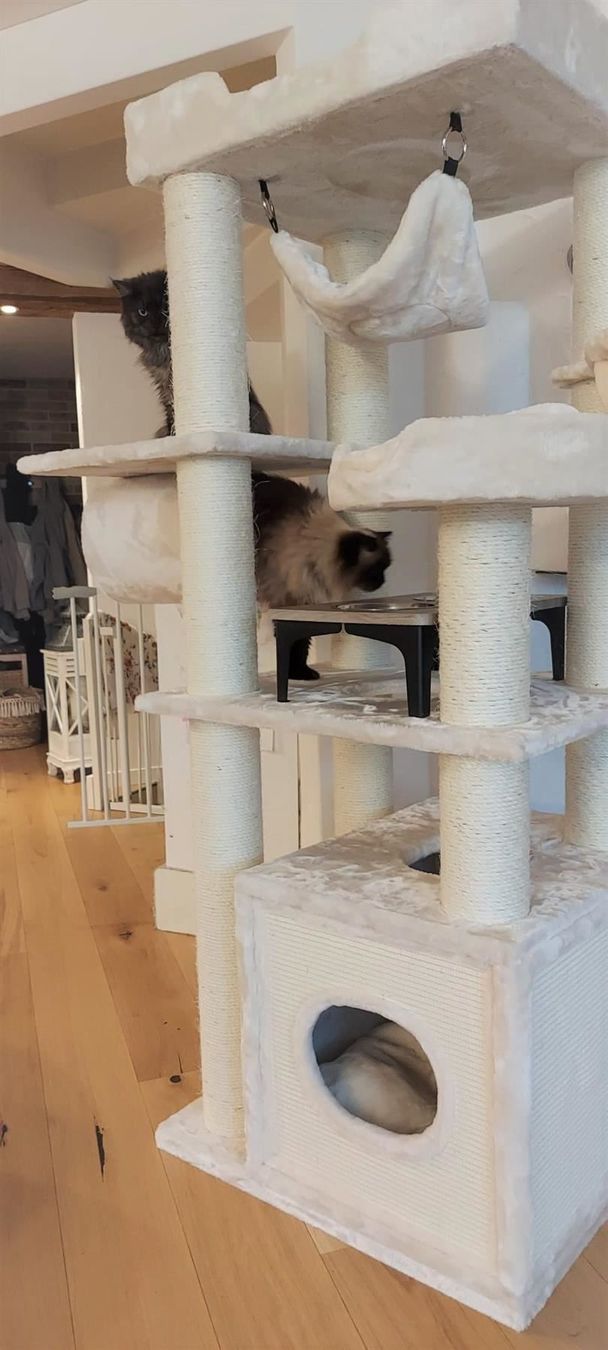 Tiragraffi: PREMIUM KATZENBAUM Kratzbaum massiv+neu – Nuovo e nell'imballaggio originale da Eschenbach LU venduto da PETHOMES_AG 2