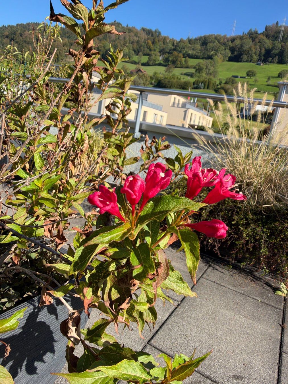 Piante & sementi: Garten Weigelie – Usato da Root venduto da calmchris
