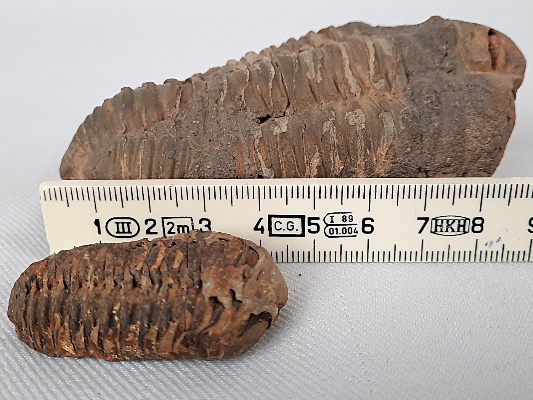 Fossili: Fossile Trilobiten – Usato da Beinwil am See venduto da Restwert_Beinwil 9