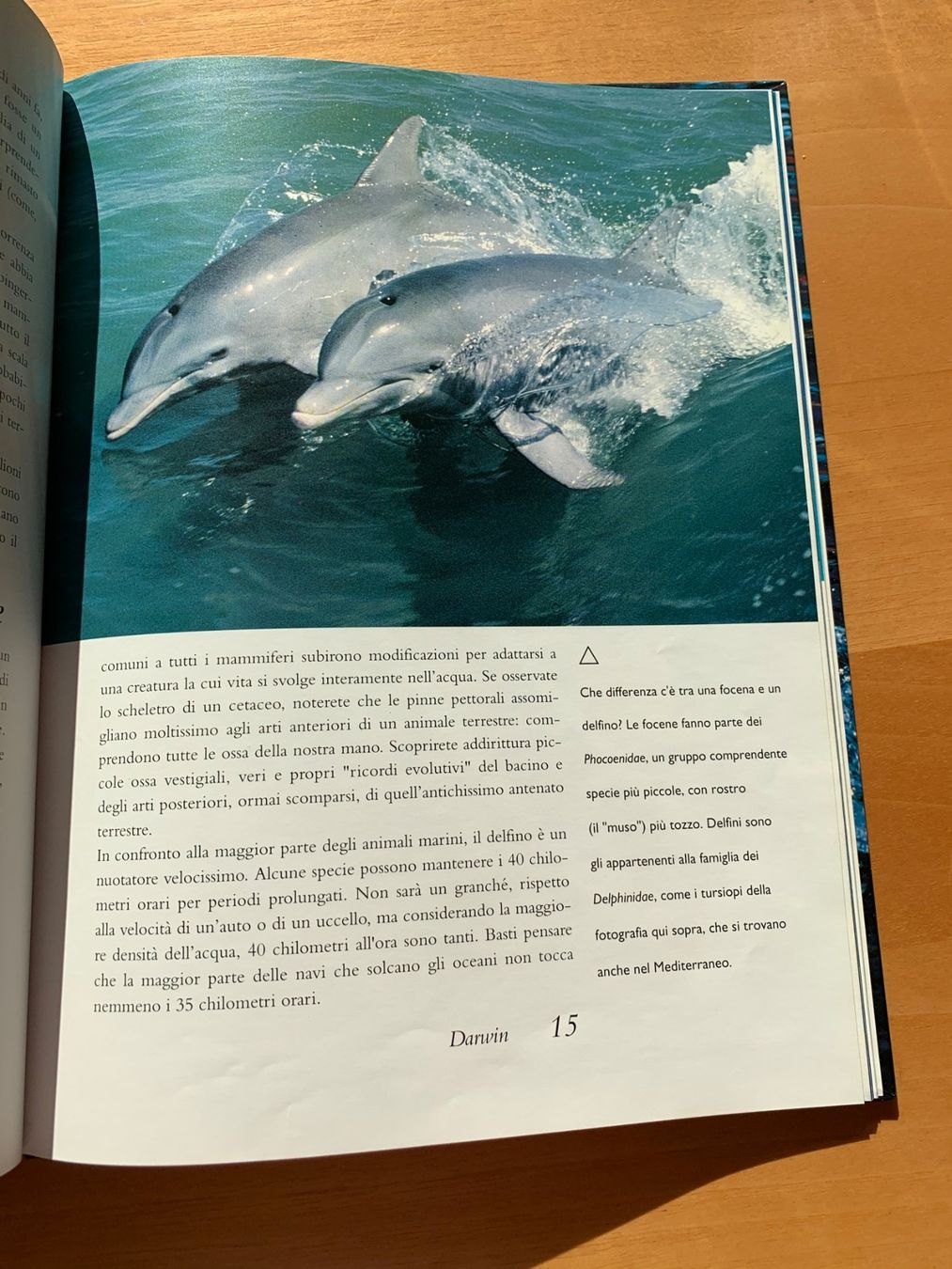 Libri: Libro sui delfini – Usato da Minusio venduto da murimiri 2