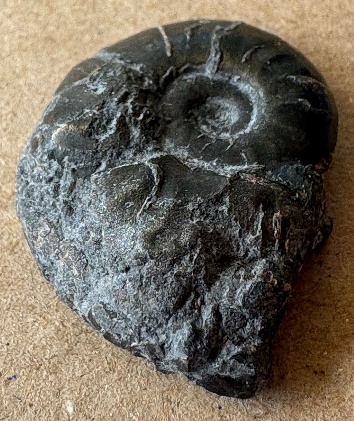 Fossilien: FOSSIL – Gebraucht aus Ostermundigen von Heavenmaus75 3