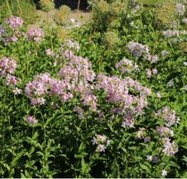 Echte SEIFENKRAUT (Saponaria officinalis) / 20 Samen